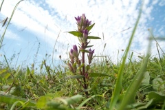 Autumn Gentian - Gentianella amarella ssp amarella,n  Slatey near Bonsal, Derbyshire.