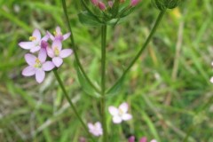 Common Centaury (Centaurium erythraea), Brockadale.