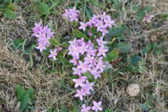 Common Centaury (Centaurium erythraea), Torworth, Barnby Moor.