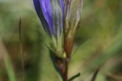 Marsh Gentian (Gentiana pneumonanthe), Skipworth Common.