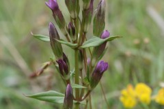 Autumn Gentian (Gentianella amarella), Sprotbrough.