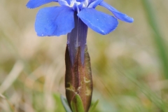 Spring Gentian (Gentiana verna), Cow Green Reservoir,  Border of Co Durham / Cumbria (Westmorland).