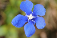 Spring Gentian (Gentiana verna), Cow Green Reservoir,  Border of Co Durham / Cumbria (Westmorland).