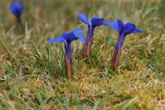 Spring Gentian (Gentiana verna), Cow Green Reservoir,  Border of Co Durham / Cumbria (Westmorland).