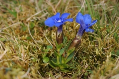 Spring Gentian (Gentiana verna), Cow Green Reservoir,  Border of Co Durham / Cumbria (Westmorland).