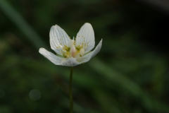 Grass-of-Parnassus (Parnassia palustris), Cressbrookdale, Derbyshire.