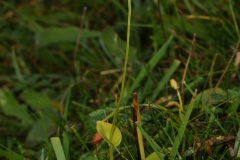 Grass-of-Parnassus (Parnassia palustris), Cressbrookdale, Derbyshire.