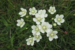 Grass-of-Parnassus (Parnassia palustris), Holy Island also at Maltby Low Common YWT.