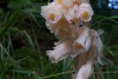 Yellow Bird's-nest - Hypopitys monotropa, Birklands, Sherwood Forest, Nottinghamshire