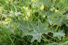 Southern Lady’s Mantle (Alchemilla filicaulis subsp. vestita), Cusworth Hall & Park.