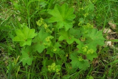 Pale Lady's Mantle (Alchemilla xanthochlora), Whitwell Wood, Derbyshire.