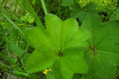 Pale Lady's Mantle (Alchemilla xanthochlora), Whitwell Wood, Derbyshire.