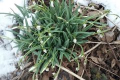 Snowdrops (Galanthus nivalis), below Bessacarr 
Bank.