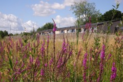 Purple Loosestrife (Lythrum salicaria), Potteric Carr, Doncaster