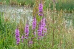 Purple Loosestrife (Lythrum salicaria), Upton Country Park