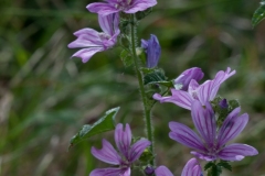 Common Mallow (Malva sylvestris), Lound, Notts.