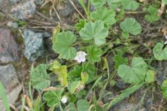 Dwarf Mallow - Malva neglecta, Thorne Moor