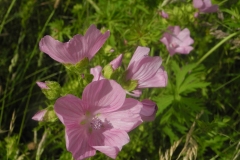 Musk Mallow (Malva moschata), Pleasley CP, Derbyshire.