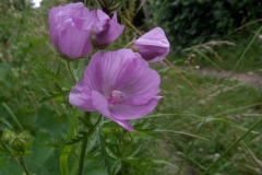 Musk Mallow (Malva moschata), Lindrick Dale, Yorkshire.