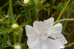 Musk Mallow (Malva moschata), Lound, Notts.