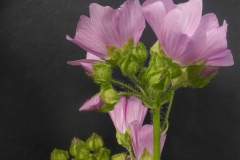 Musk Mallow (Malva moschata), Pleasley CP, Derbyshire.