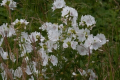 Musk Mallow (Malva moschata), Lound, Notts.