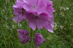 Musk Mallow (Malva moschata), Lindrick Dale, Yorkshire.