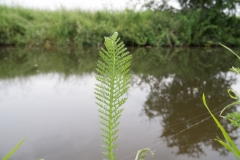 Dropwort (Filipendula vulgaris), Chesterfield Canal, Ranby, Notts.