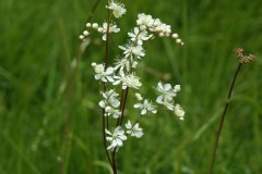 Dropwort (Filipendula vulgaris),