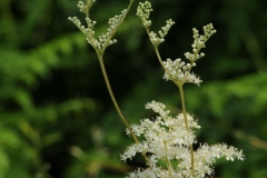 Meadowsweet (Filipendula ulmaria), Lathkildale, Derbyshire.