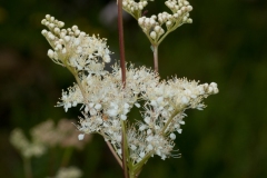 Meadowsweet (Filipendula ulmaria), Lathkildale, Derbyshire.