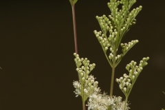 Meadowsweet (Filipendula ulmaria), Lathkildale, Derbyshire.