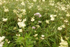 Meadowsweet (Filipendula ulmaria), Potteric Carr, Doncaster