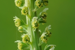 Weld (Reseda luteola), Barnack Hills & Holes, Cambridgeshire.