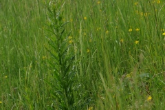 Weld (Reseda luteola), Barnack Hills & Holes, Cambridgeshire.