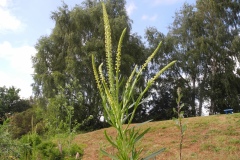 Weld (Reseda luteola), Lindrick Common, Yorkshire.