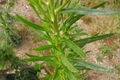 Weld (Reseda luteola), Lindrick Common, Yorkshire.