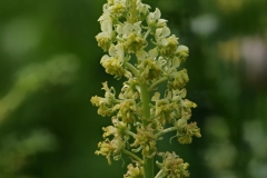 Wild Mignonette (Reseda lutea), Barnack Hills & Holes, Cambridgeshire.