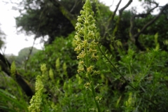 Wild Mignonette (Reseda lutea), Chesterfield Canal, Anston.