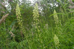 Wild Mignonette (Reseda lutea), Barnack Hills & Holes, Cambridgeshire.