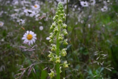 Wild Mignonette (Reseda lutea), Chesterfield Canal, Anston.