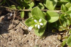 Sticky Mouse-ear (Cerastium glomeratum), Grove Park, Doncaster