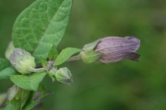 Deadly Nightshade (Atropa belladonna), Hills and Holes, Marr.