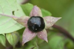 Deadly Nightshade (Atropa belladonna), Hills and Holes, Marr.