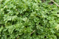 Parsley Piert (Aphanes arvensis), Grove Park, Doncaster.