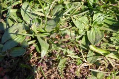 Greater Plantain (Plantago major), Grove Park, Doncaster.