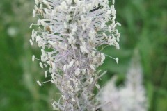 Hoary Plantain (Plantago media), Sprotbrough.