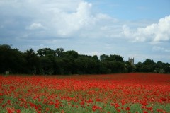 Common Poppy (Papaver rhoeas), Little Smeaton.