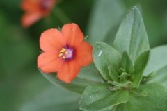 Scarlet Pimpernel (Anagallis arvensis), Skellow Garden.