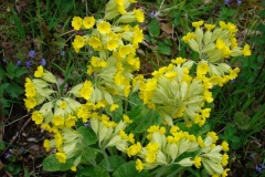 Cowslip (Primula veris), Upton Country Park